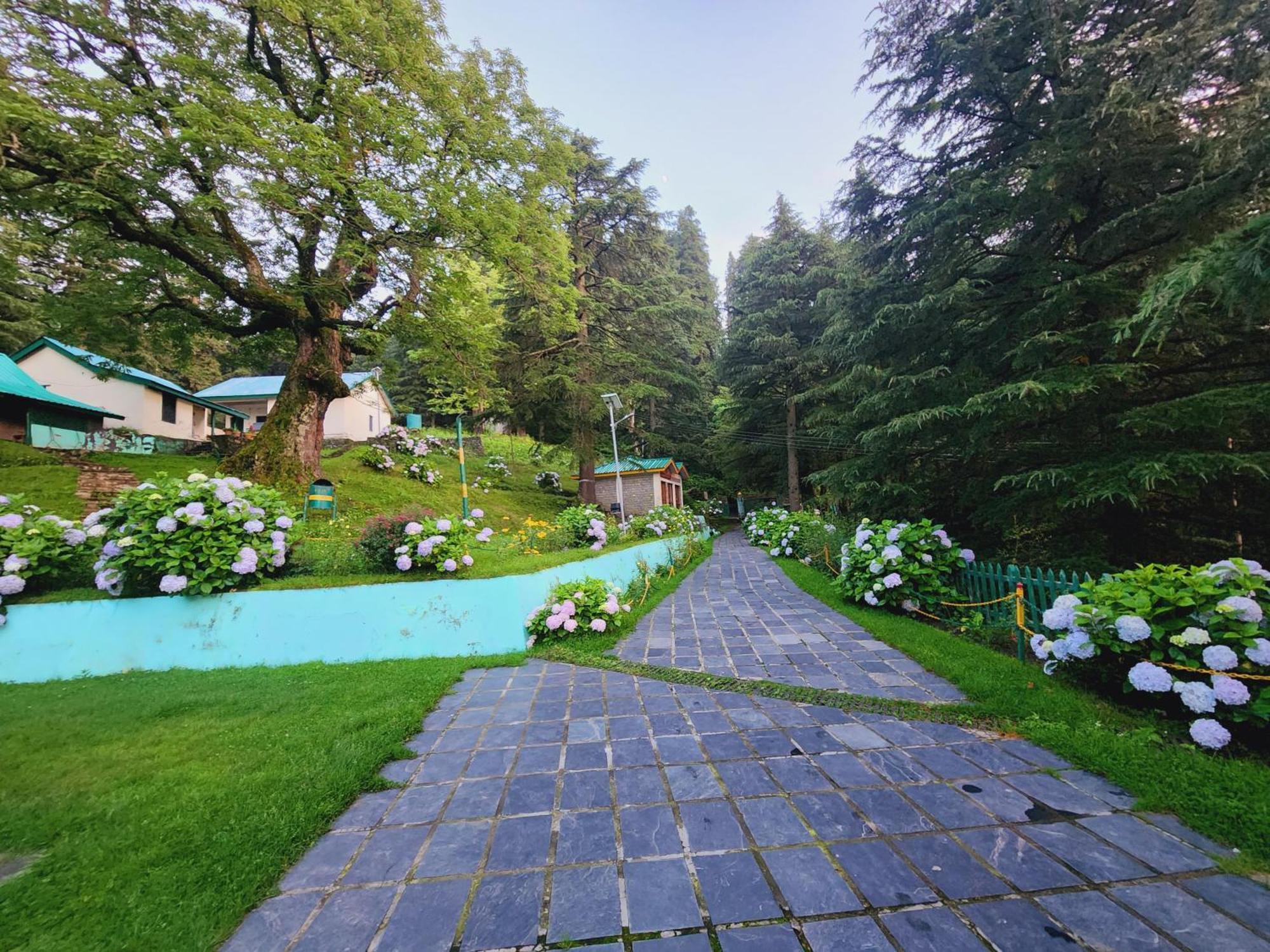 Forest Vibes Kalatop-Rooms And Restaurant Dalhousie Ngoại thất bức ảnh